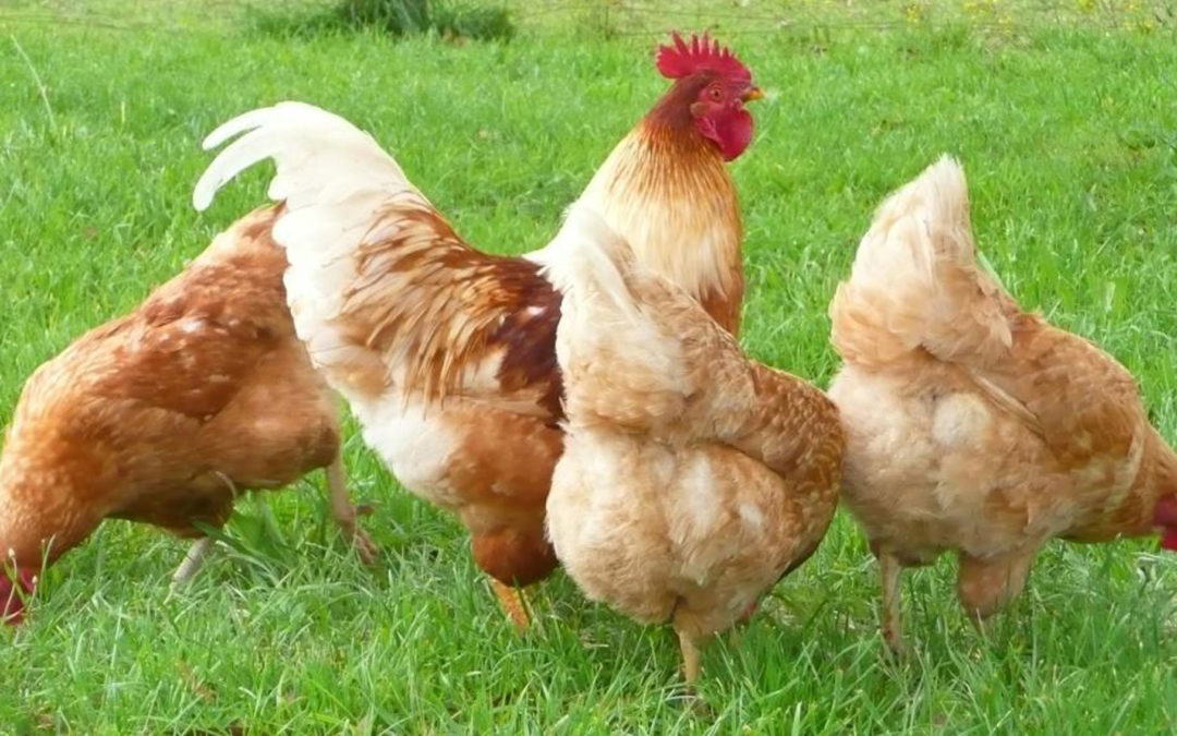 Free range chickens at an Australian farm